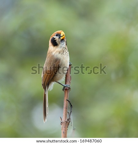 Spot-breasted Parrotbill (Paradoxornis guttaticollis) catches on the little stick.