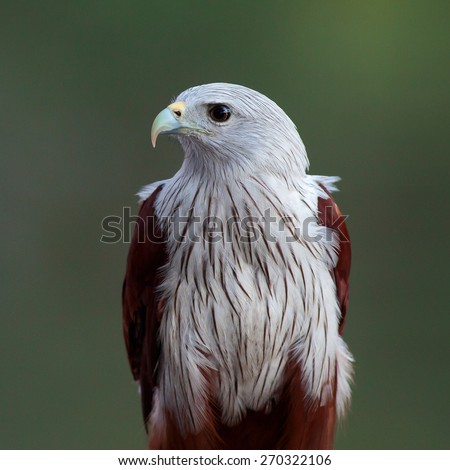 The brahminy kite (Haliastur indus) or the red-backed sea-eagle in Thailand, is a medium-sized bird of prey in the family Accipitridae.