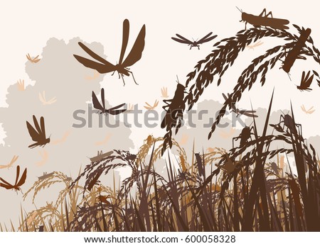 Vector illustration of a swarm of locusts attacking rice plants and threatening food security 