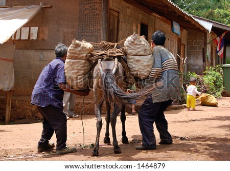Farmers removing a fruit load from a mule in northern Thailand