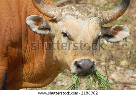 An adult banteng wild cattle from Asia