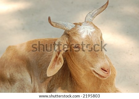 Portrait of a sandy brown female goat