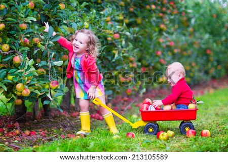 Happy little children, cute toddler girl and adorable funny baby boy, playing together in a beautiful fruit garden eating apples having fun on a wheel barrow ride enjoying a warm autumn day outdoors