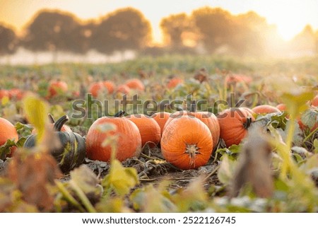 Similar – Image, Stock Photo harvest time Field