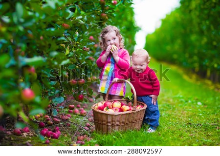 Child picking apples on a farm in autumn. Little girl and boy play in apple tree orchard. Kids pick fruit in a basket. Toddler and baby eat fruits at fall harvest. Outdoor fun for children.