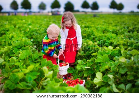Children pick strawberries. Kids picking fruit on organic strawberry farm. Children gardening and harvesting. Toddler kid and baby eat ripe healthy berry. Outdoor family summer fun in the country.