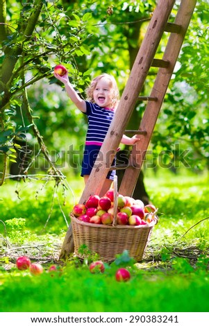 Child picking apples on a farm climbing a ladder. Little girl playing in apple tree orchard. Kids pick organic fruit in a basket. Kid eating healthy fruits at fall harvest. Outdoor fun for children.