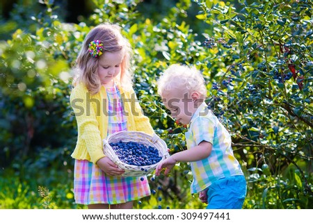 Kids picking fresh berries on blueberry field. Children pick blue berry on organic farm. Little girl and baby boy play outdoors in fruit orchard. Toddler and preschooler gardening. Summer family fun.