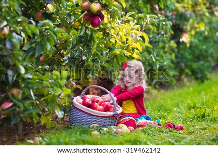 Child picking apples on a farm in autumn. Little girl playing in apple tree orchard. Kids pick fruit in a basket. Toddler eating fruits at fall harvest. Outdoor fun for children. Healthy nutrition.