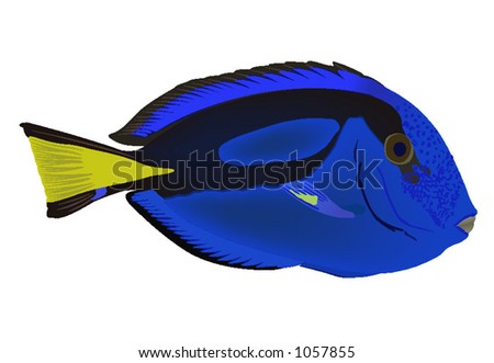 Blue Tang Stock Vector Illustration 1057855 : Shutterstock