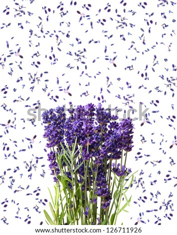 fresh lavender flowers isolated on white background
