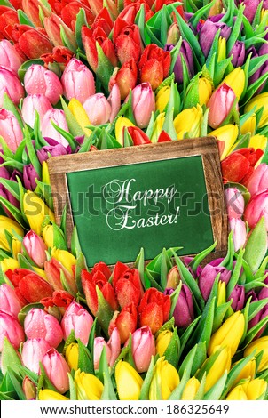 tulips and green chalkboard. fresh spring flowers with water drops. festive background with sample text Happy Easter!