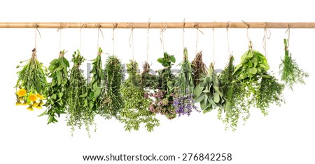 Fresh herbs hanging isolated on white background. Basil, rosemary, sage, thyme, mint, oregano, dill, marjoram, savory, lavender, dandelion.