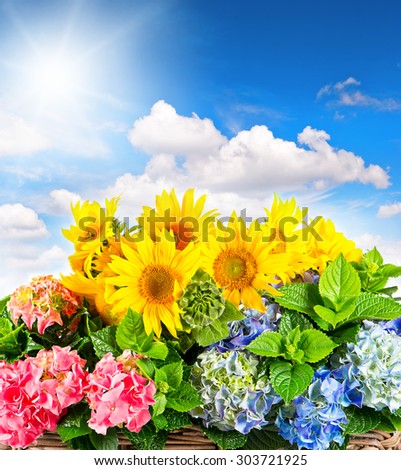 Sunflowers and hortensia blossoms over beautiful blue sky. Summer flowers an sunny day