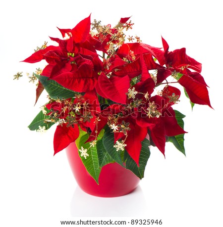 red poinsettia. christmas flower with golden decoration on white background
