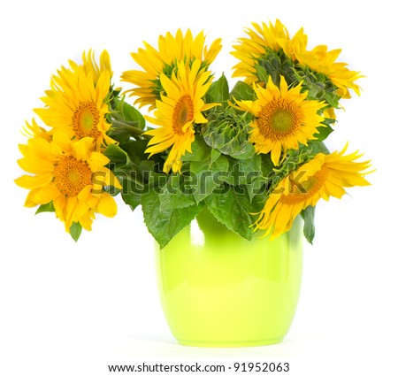 fresh beautiful sunflowers in a green pot