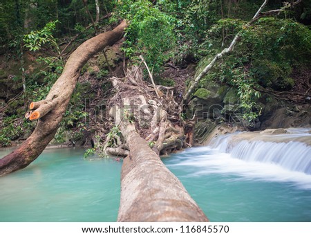 Tree falling down, across waterfall