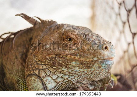 iguana lizard, focus at eyes