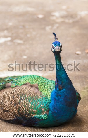 beautiful peacock lay down