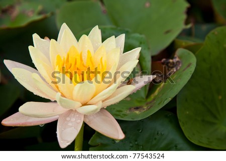 lotus blossoms or water lily flowers and small insect
