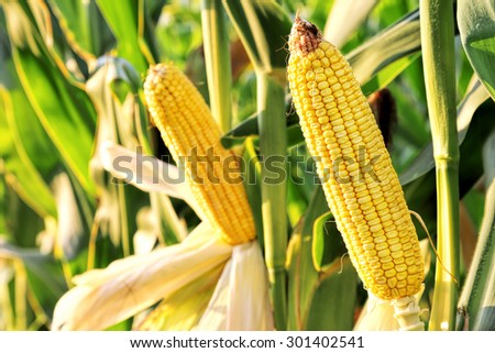 ear of corn in the field on a sunny day