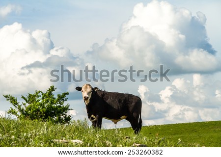 Cow grazing on a prairie field in the flint hills of Kansas.