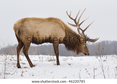 A big bull elk searching for food in the snow on a snowy day.