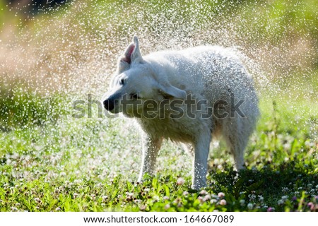 Cute dog shaking itself dry on a green lawn in a spray of water droplets as it dries its coat after swimming or being bathed