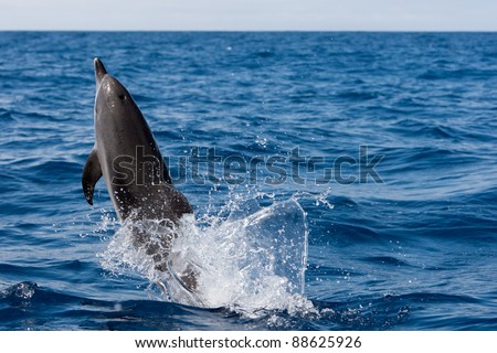 Jumping dolphin in the ocean of canary islands