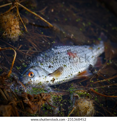Fish die in contaminated water.