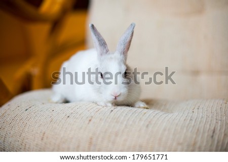 Portrait of adorable white bunny rabbit sitting on beautiful armchair, preparing to celebrate easter