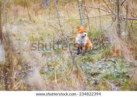 Cute wild red fox with furry tail in green natural forest hide in green grass