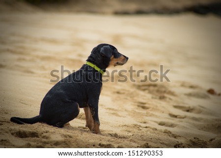A black puppy sits on the sand waiting for her master.