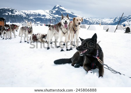 Sled dogs take a rest break during a dog sled run