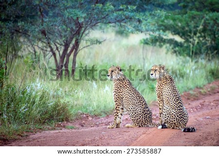 Two male cheetahs sit in the middle of dirt road looking into the tall grass on the savannah