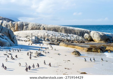 Flock of small African penguins at Boulder Beach just outside Cape Town, South Africa