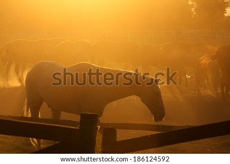 Beautiful horse ranch with sunset