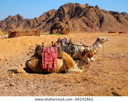 Egyptian camels seating against a desert mounting background and Bedouin\'s houses