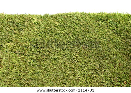 Neatly trimmed green hedge with a white background