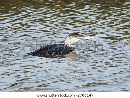 A white-billed diver.  Usually winters in the arctic, seen in Hayle, South West UK.