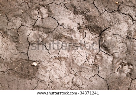 Wet mud cracks in a dried up river bed.