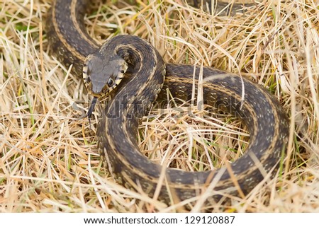 A Water-snake (natrix natrix) showing its forked tongue out of the water