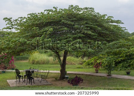 a quiet hotel garden with a big tree