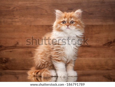 red highland kitten on mirror and wooden texture