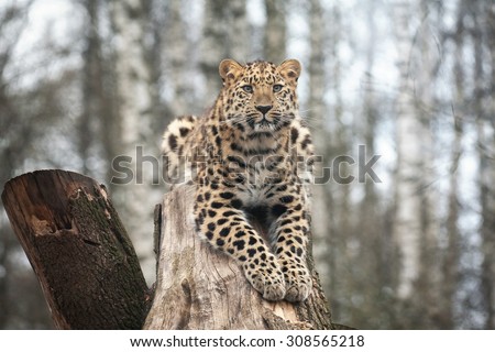 amur leopard in open-air cage