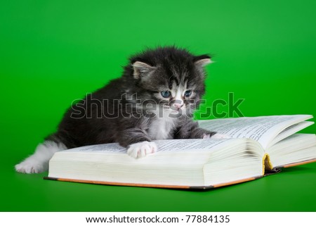 Siberian black tiger kitten with book on light green background