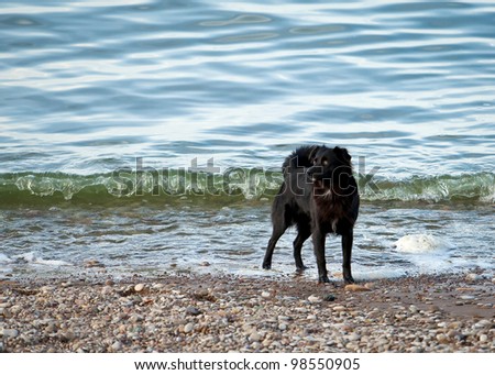 Black dog in water