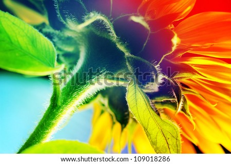 Similar – Foto Bild Gerbera Makro Natur