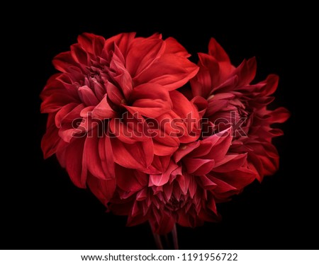 Image, Stock Photo Buds of red dahlias. Flowering shrubs of dahlia in the form of a flower bed in the garden