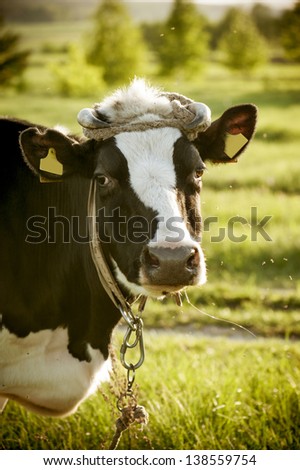 cute cow with developing saliva